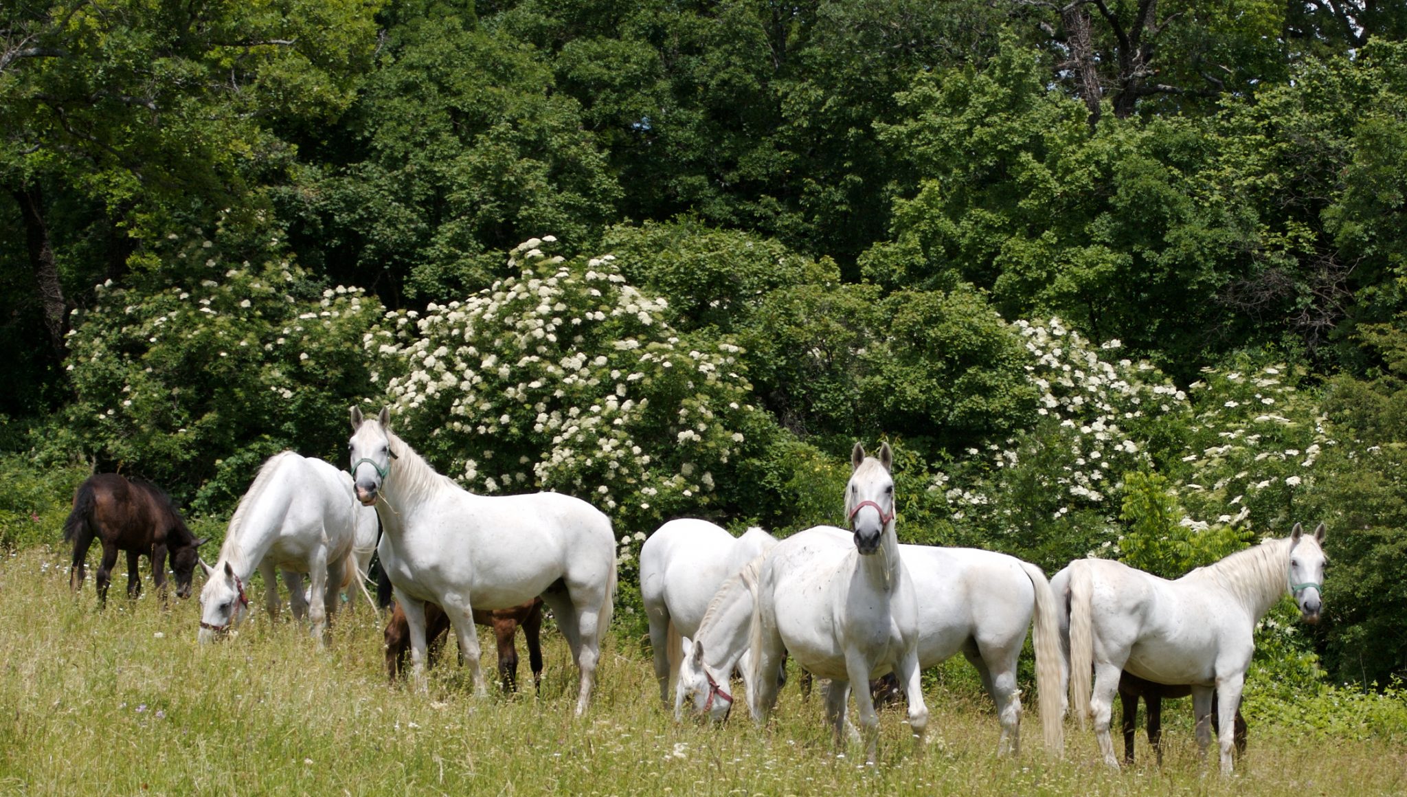 Lipica shown tarina – Tapaa Lipican tulevaisuuden tähdet. Tule katsomaan valkoisten Lipizzan hevosten kiehtovaa harjoitusohjelmaa.